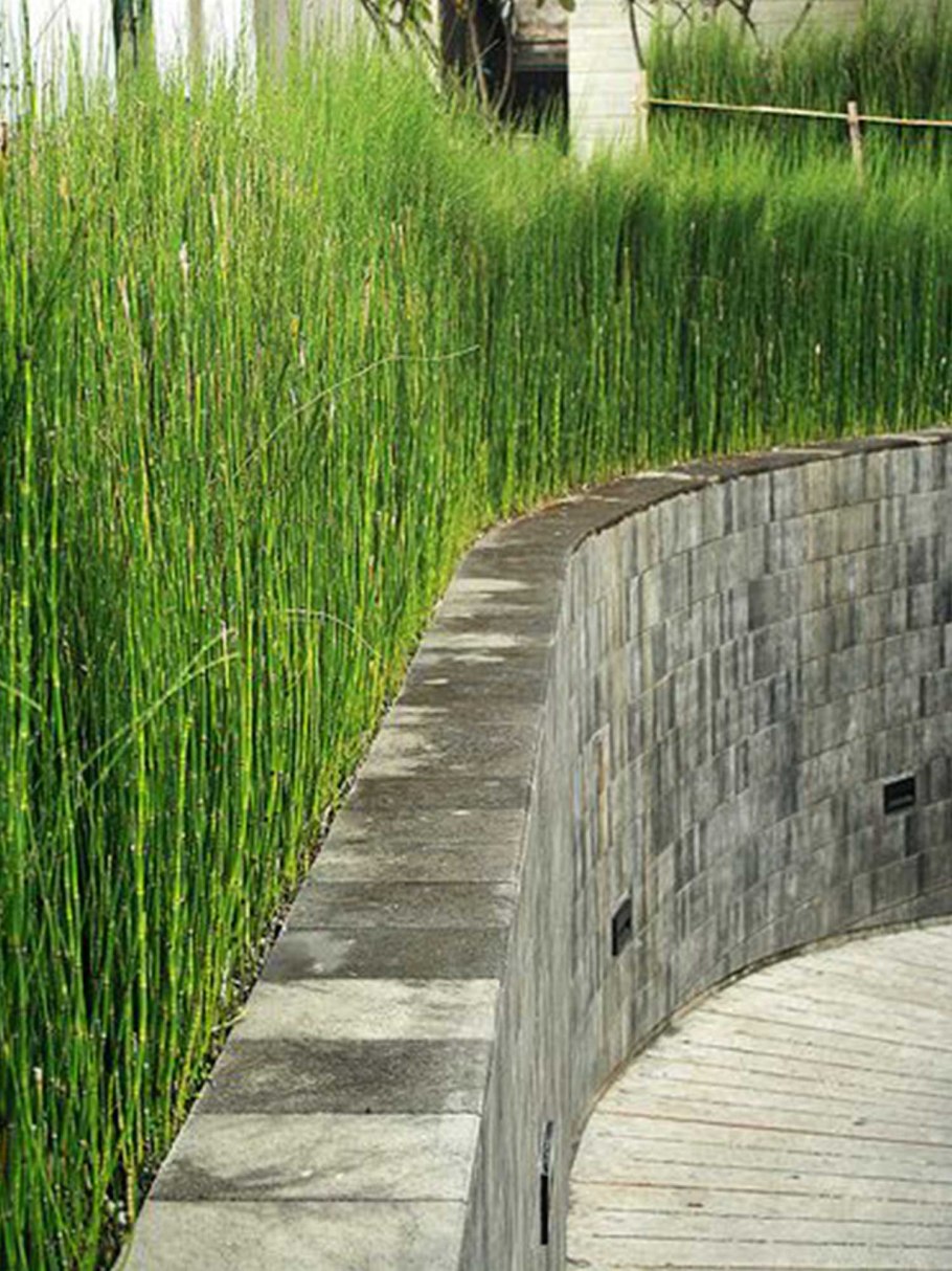 Хвощ зимующий(Equisetum hyemale l.)