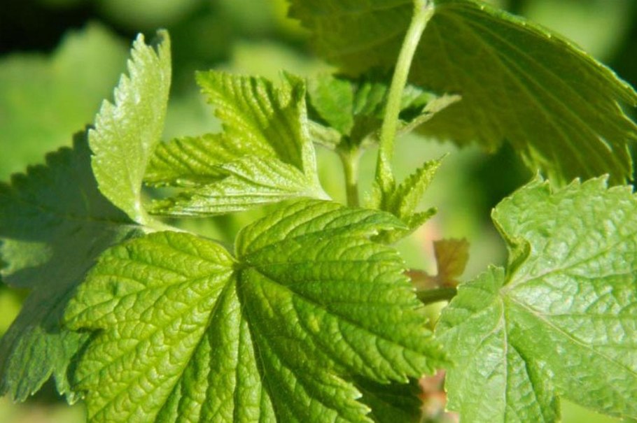 Смородина черная Орловский вальс