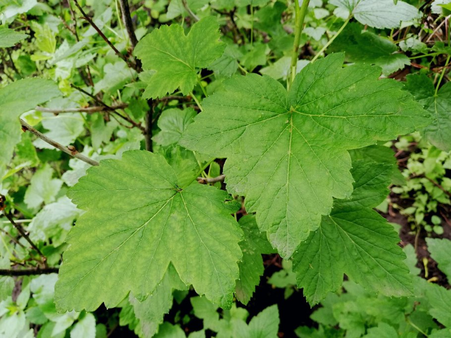 Смородина чёрная листья