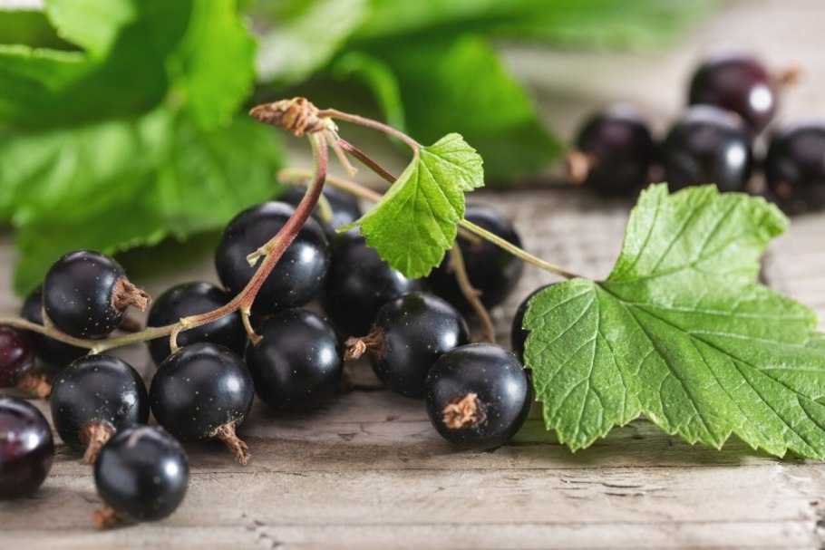 Смородина черная кора