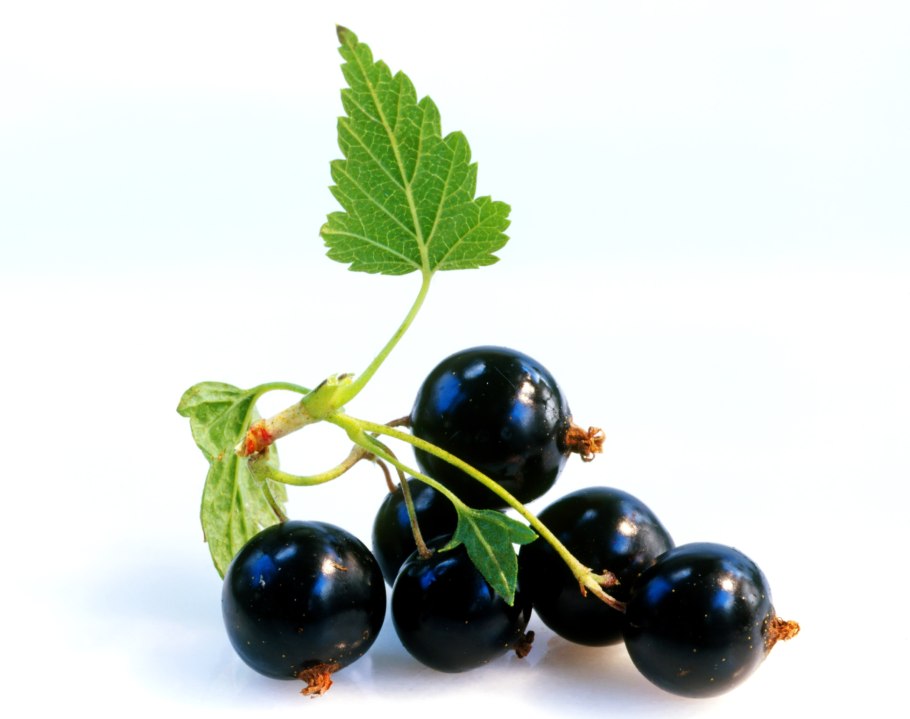 Смородина чёрная листья