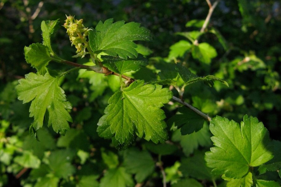 Смородина чёрная листья