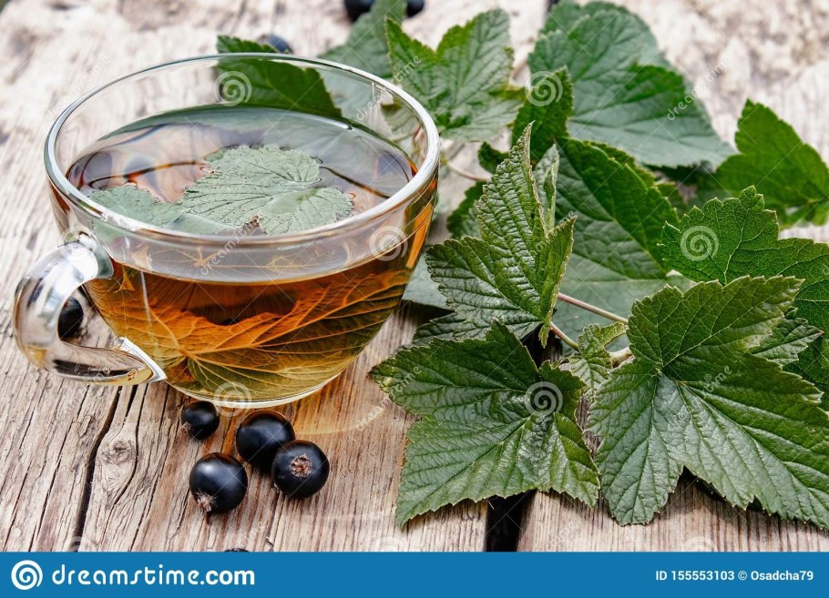 Дерево и лист смородины