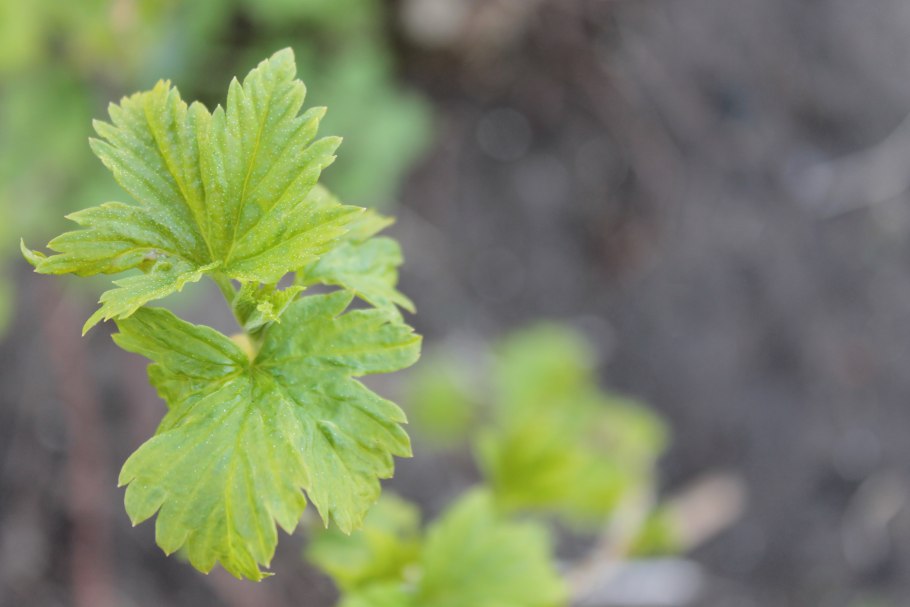 Смородина черная "Созвездие" (2-4 ветки)