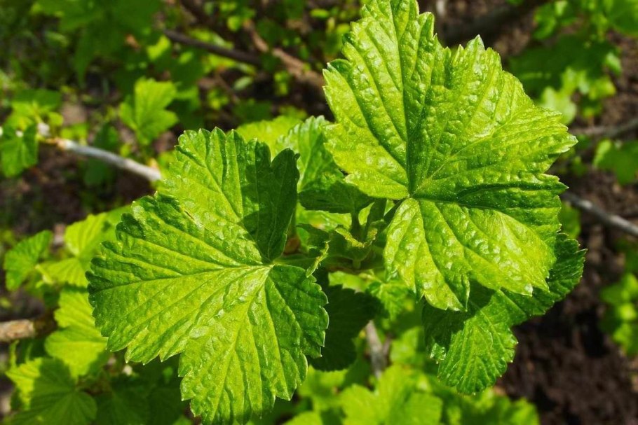 Лист смородины