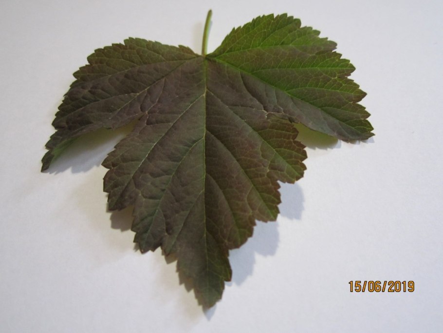 Лист смородины