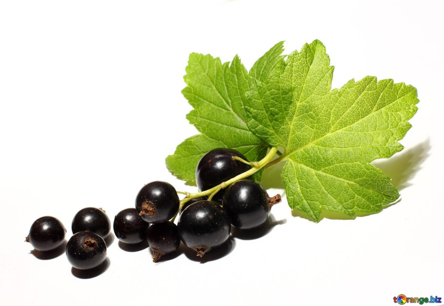 Лист смородины