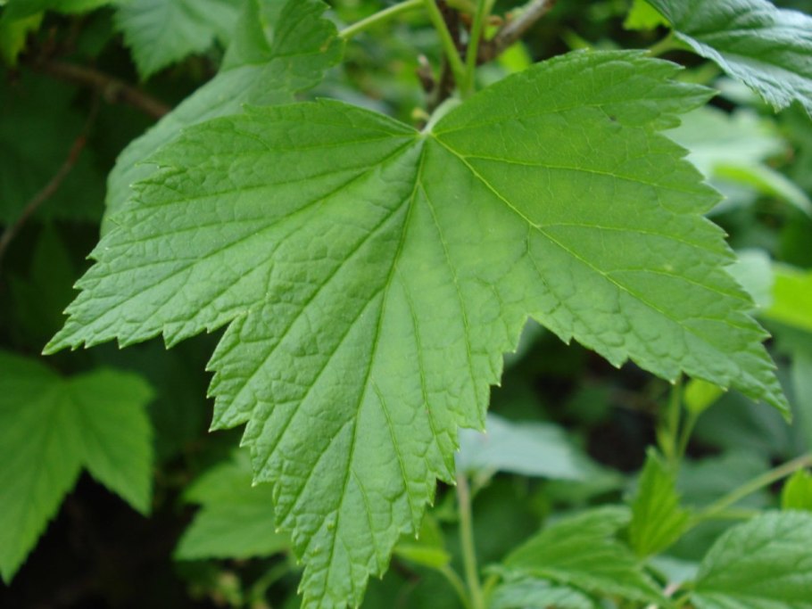 Листики смородины