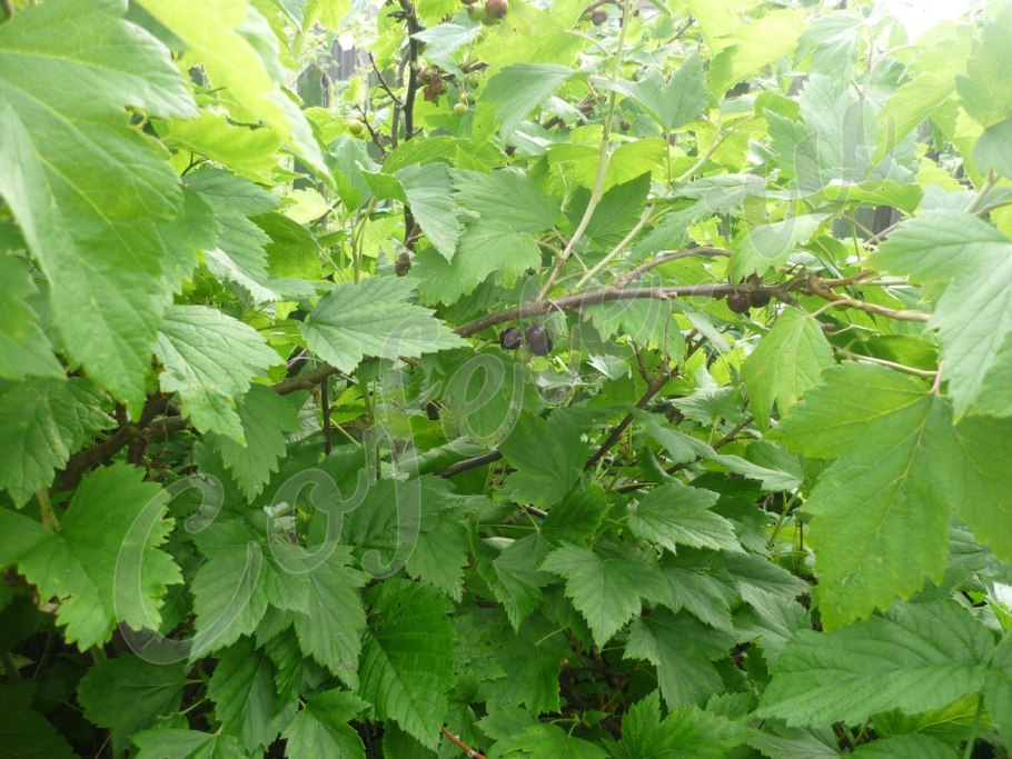 Смородина чёрная листья