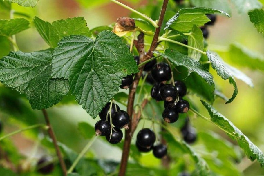 Смородина черная кора