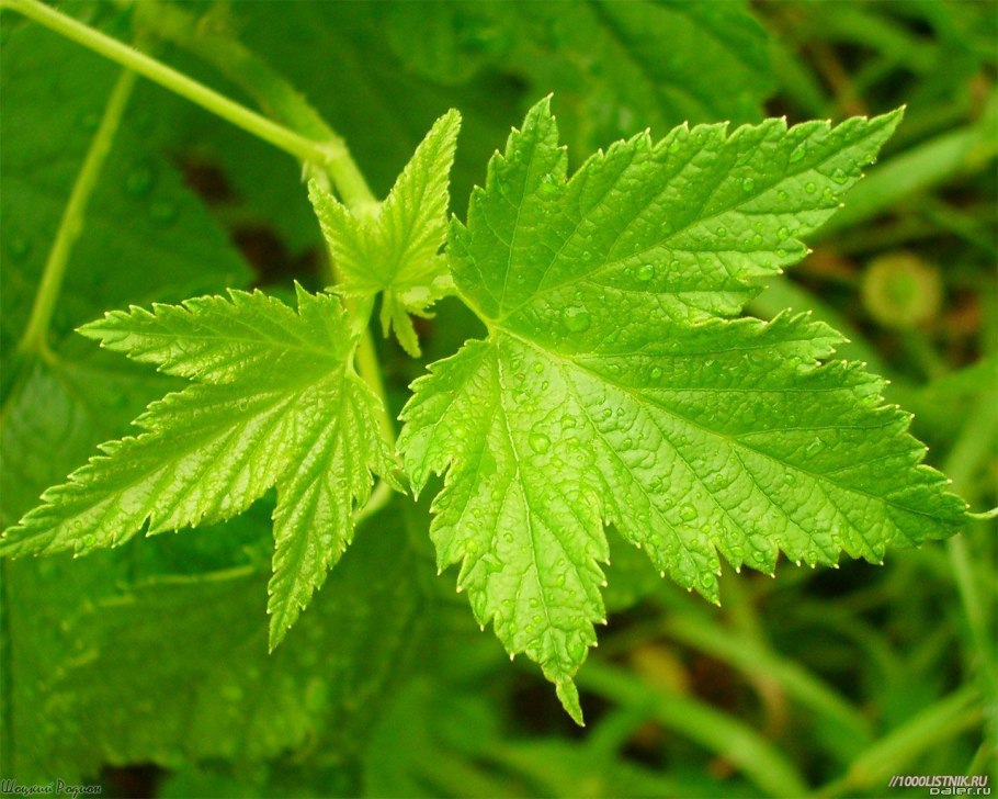 Смородина зеленоплодная