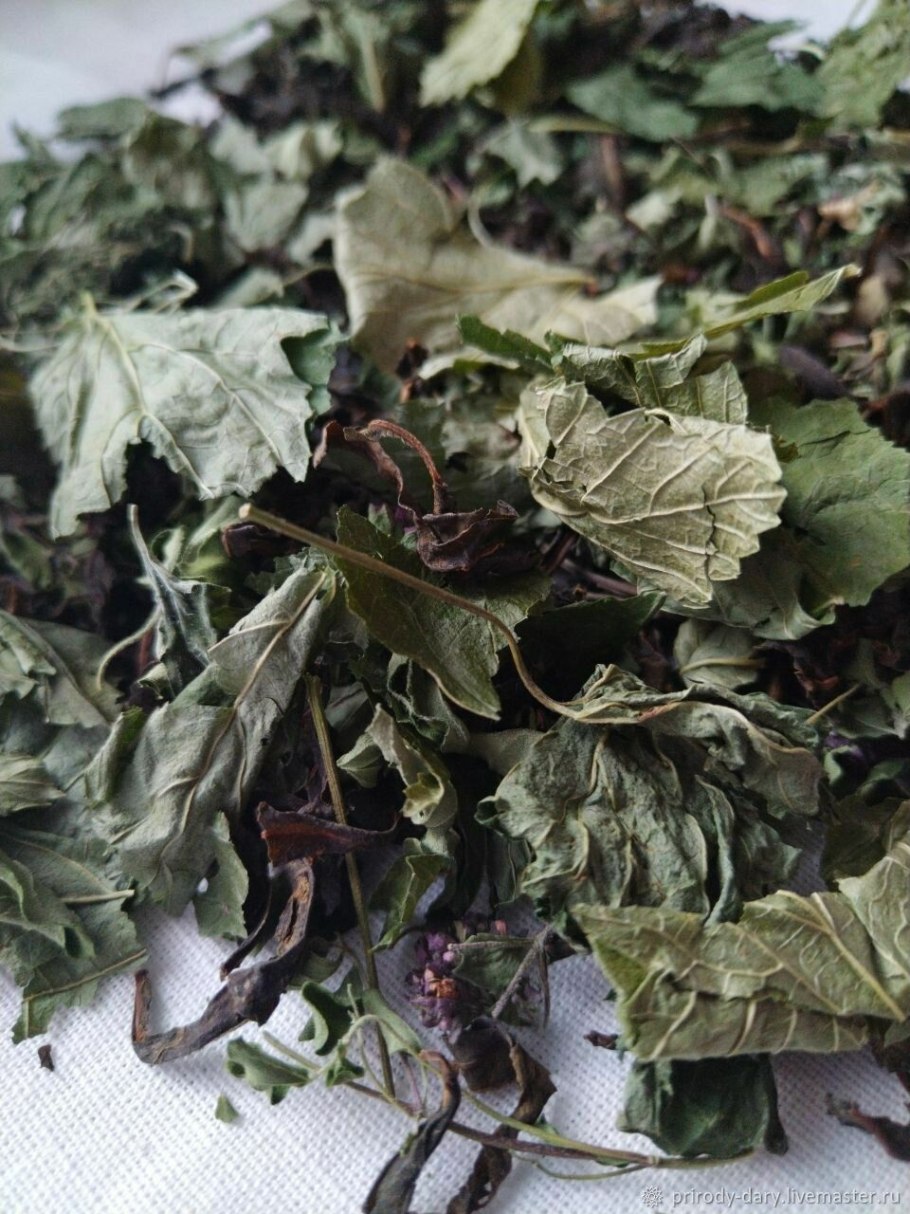 Смородина чёрная листья