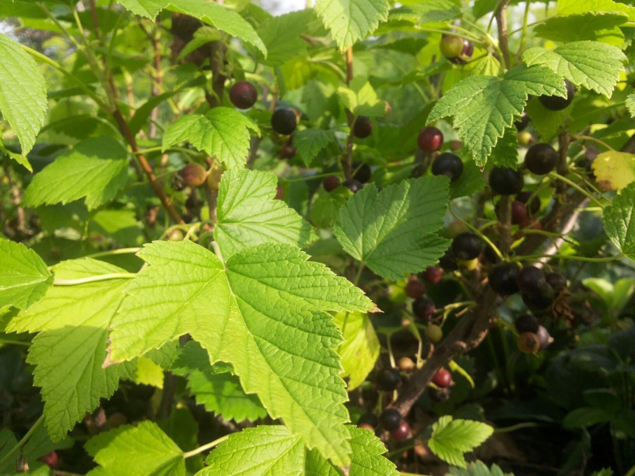 Чай смородина мята