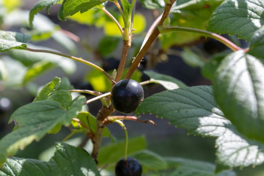 Смородина черная листья тройчато