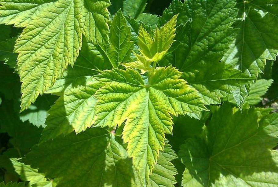 Смородиновый лист