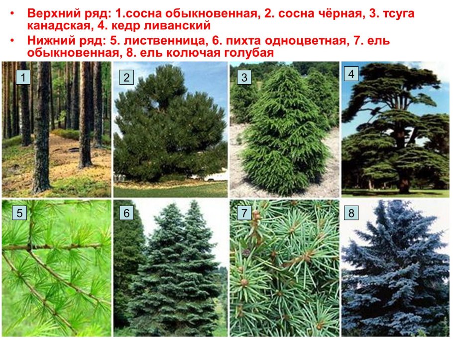 Ель сосна пихта лиственница