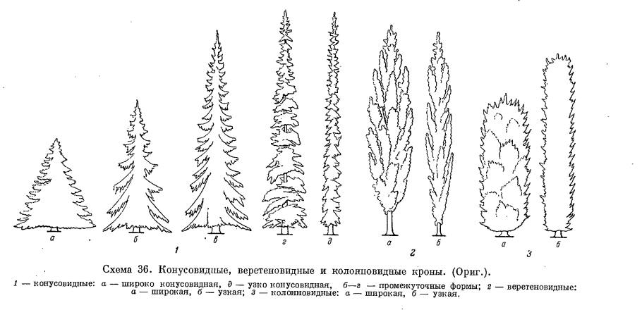 Корневая система туи схема