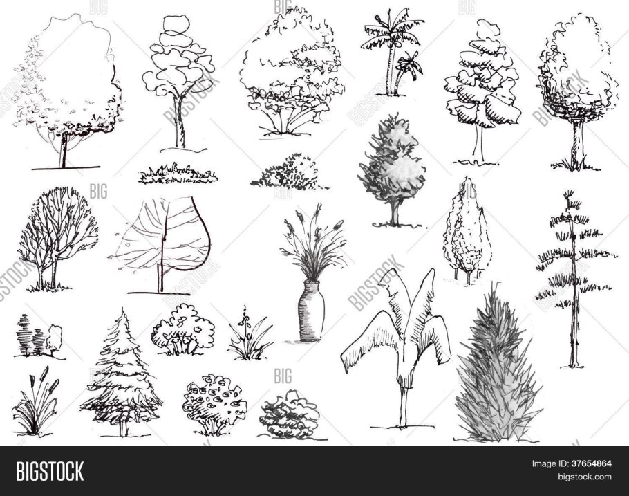Pinus pinea