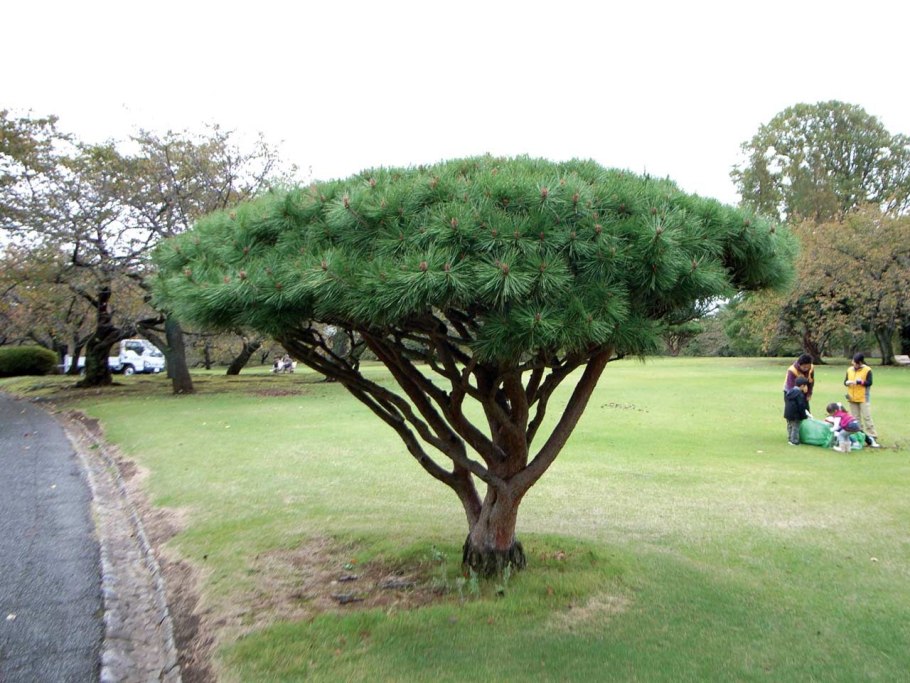 Сосна зонтичная - Pinus Pine
