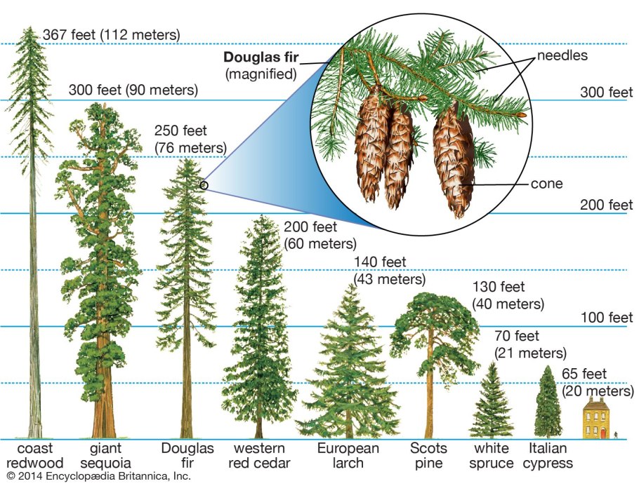 Pinus Sylvestris Watereri