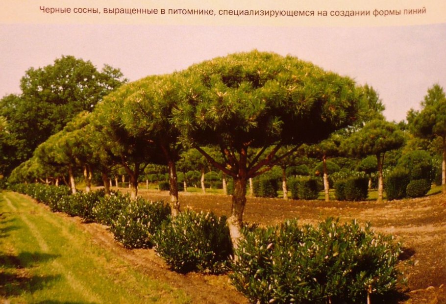 Схемы древесно кустарниковых групп из нескольких видов
