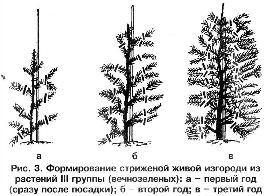Сосна обыкновенная ниваки