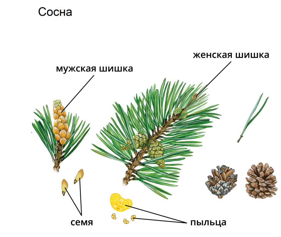 Сосна Веймутова ниваки