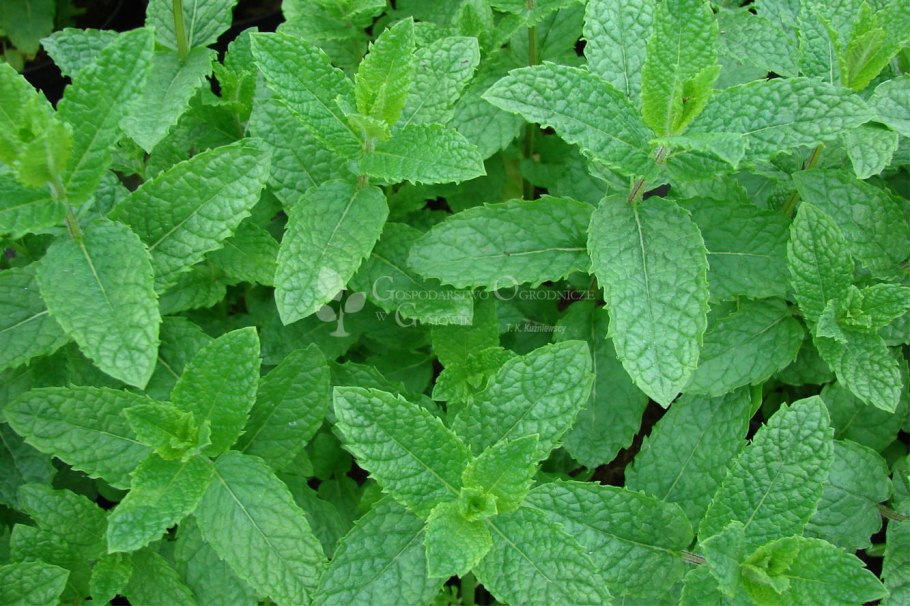 Мята круглолистная Mentha suaveolens