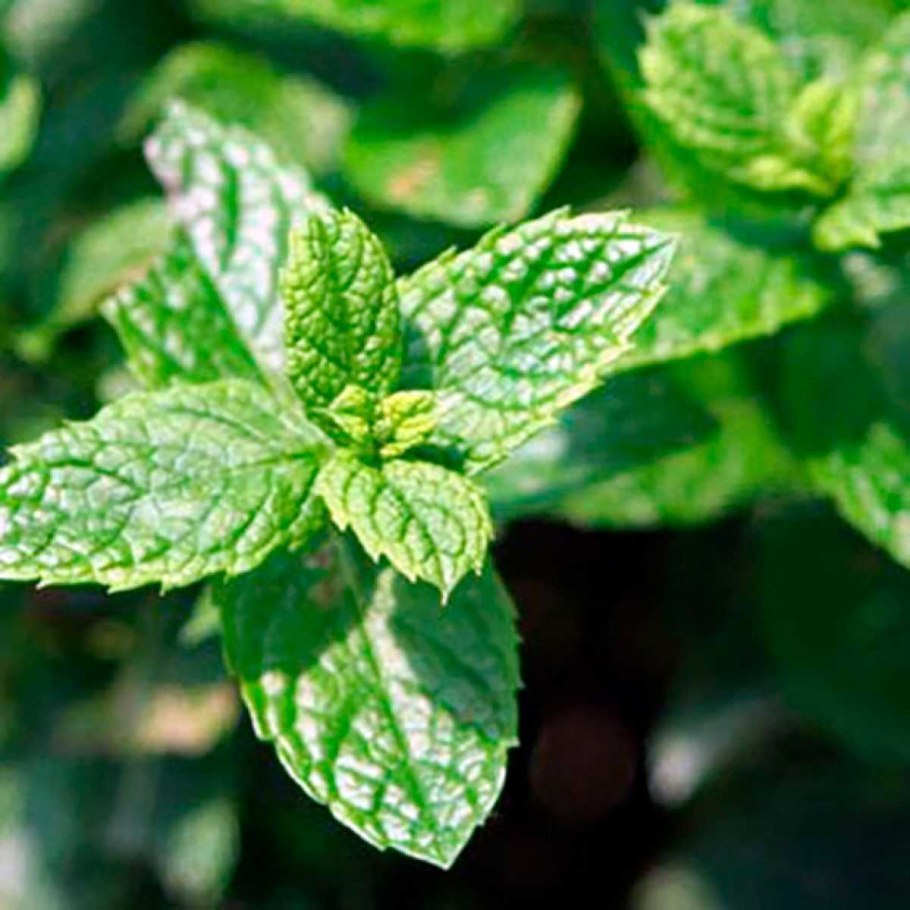 Мята перечная