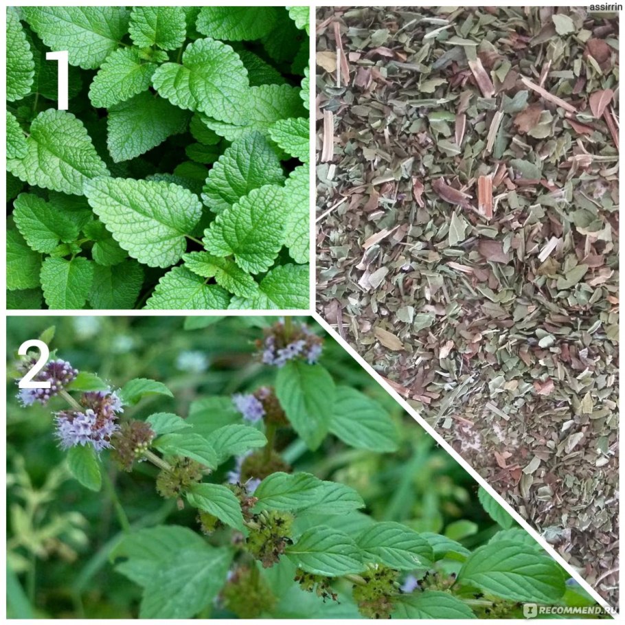 Мята Мелисса котовник