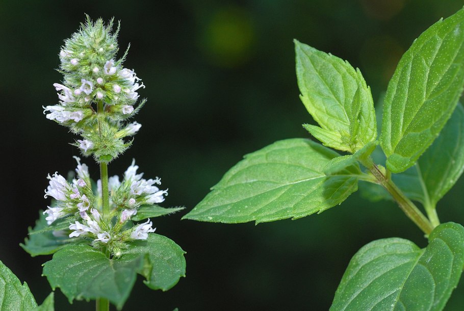 Mentha spicata