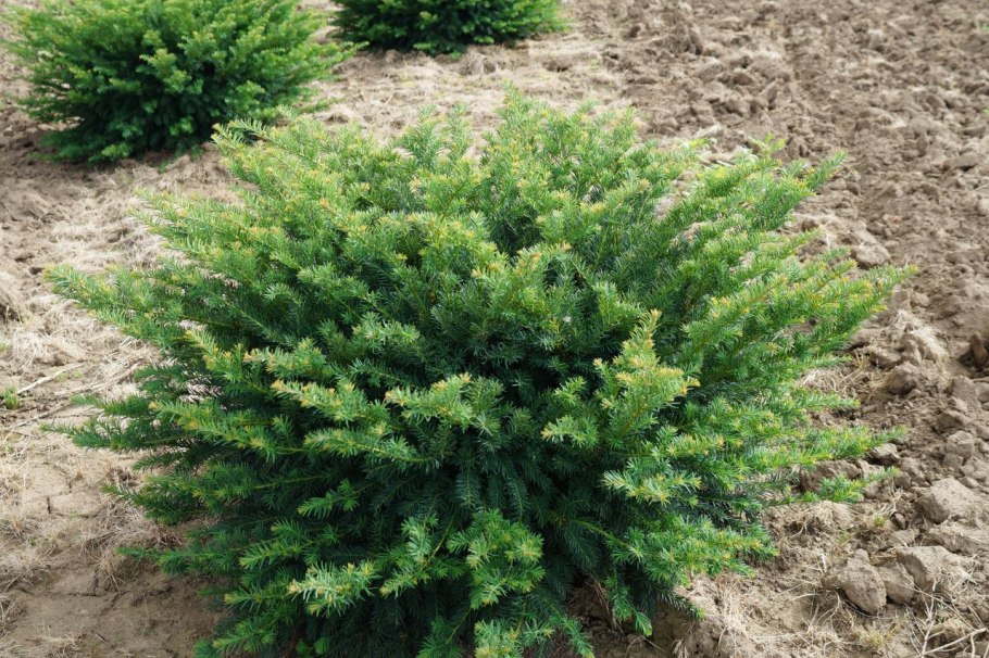 Тисс baccata 'repandens'