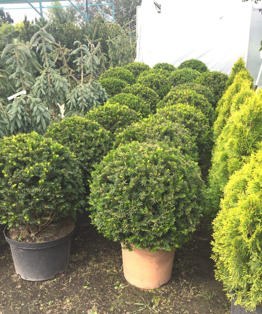 Тисс ягодный (Taxus baccata