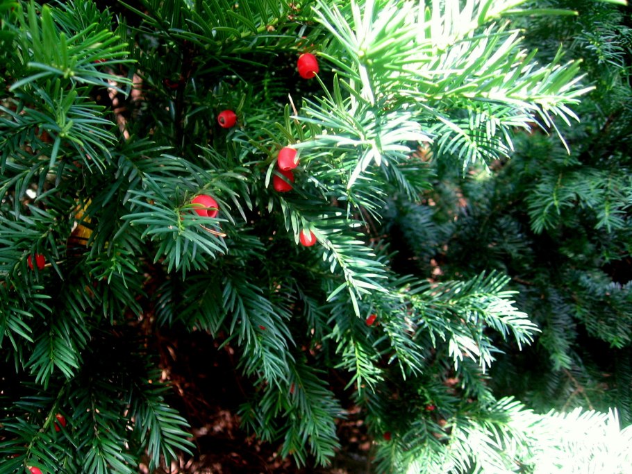 Тисс ягодный (Taxus baccata
