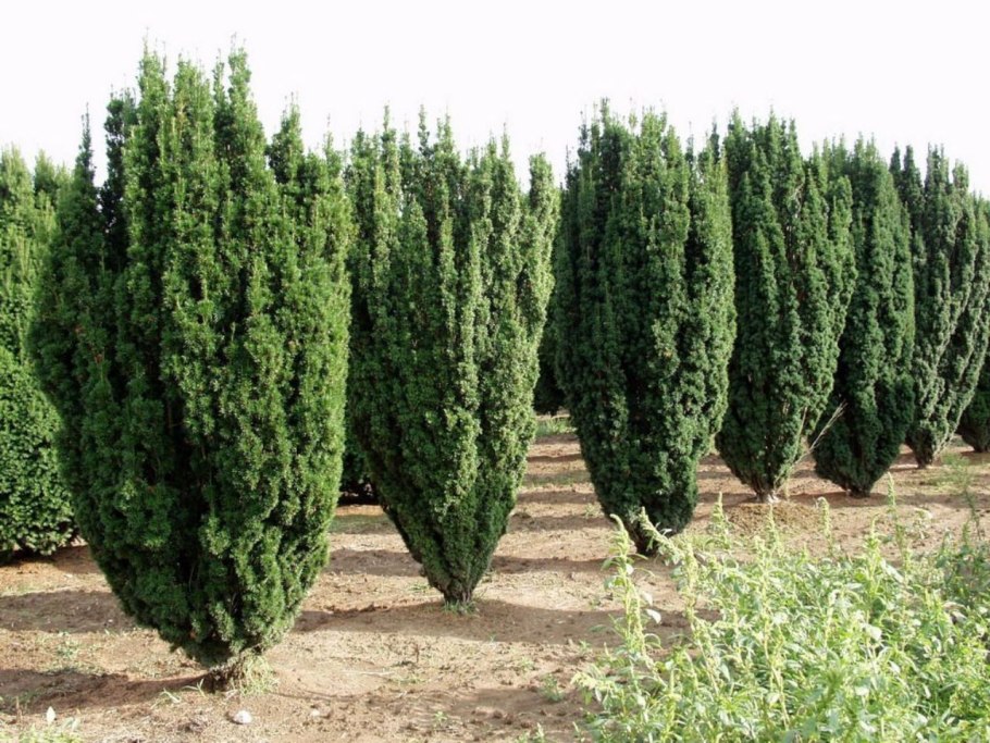 Тис остроконечный Taxus cuspidata
