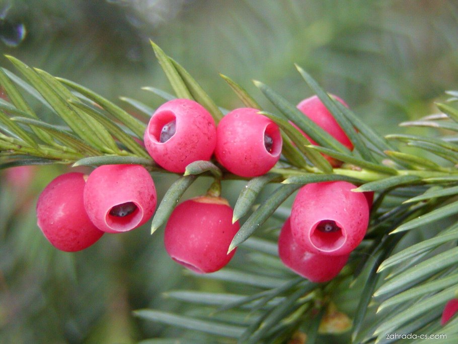 Тисс ягодный (taxus baccata