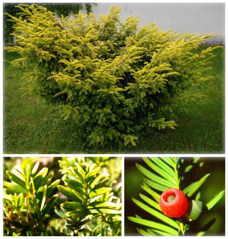 Тисс Taxus baccata