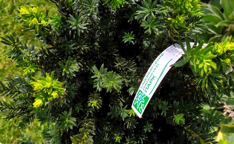 Тис (Тисс) ягодный