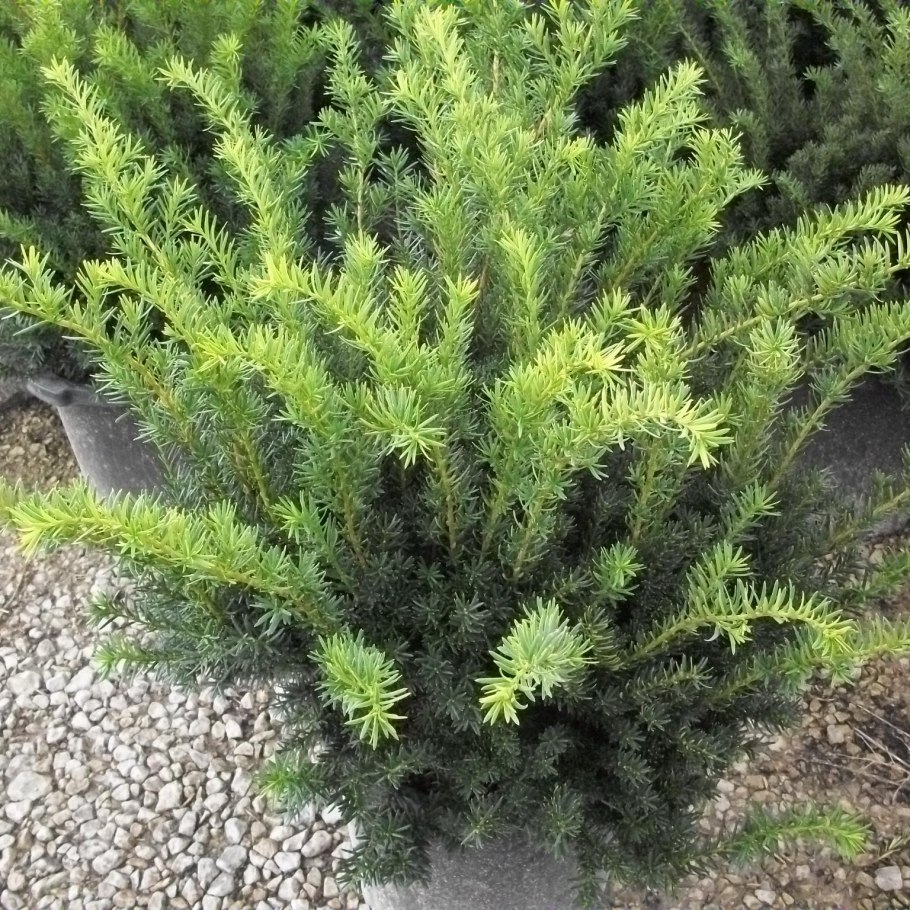 Тисс densiformis