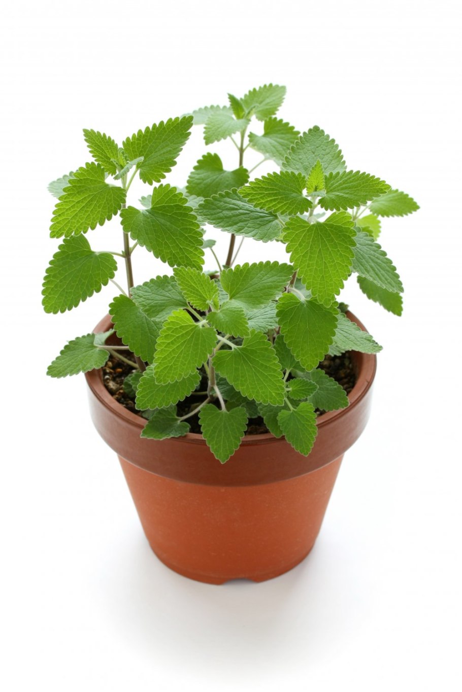 Мята Мелисса рассада