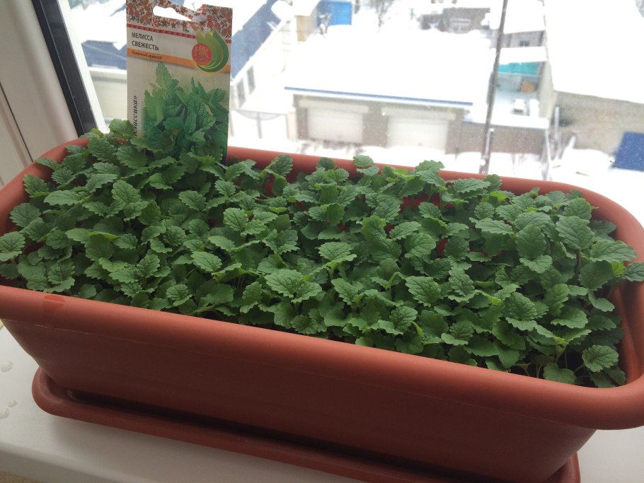 Мята перечная в горшке