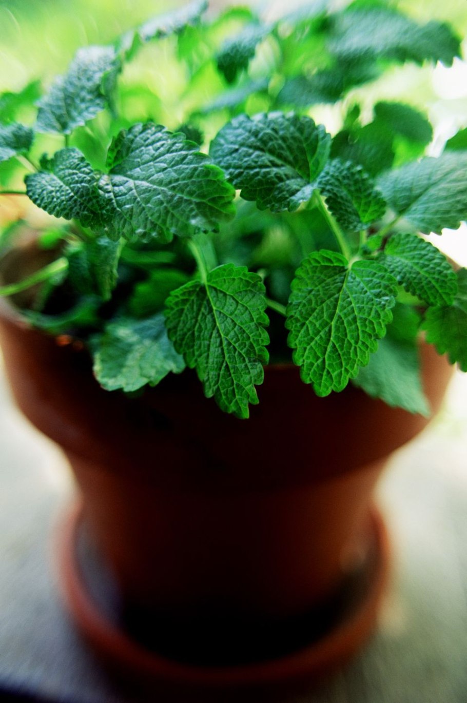 Мята перечная комнатная