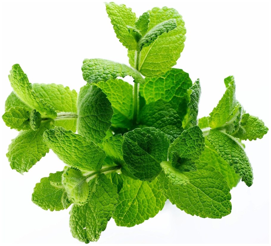 Мята в горшке