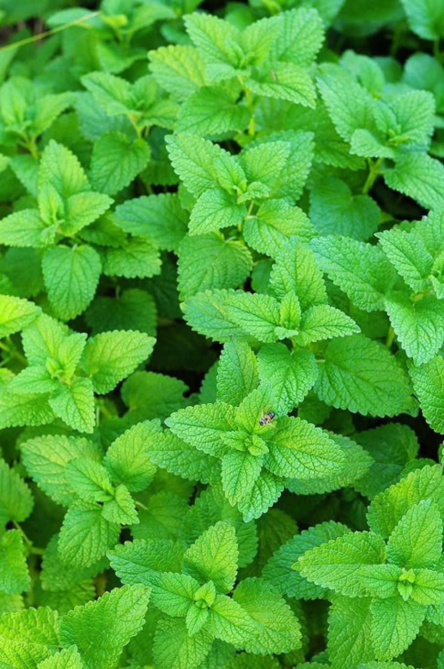 Мелисса в горшочке