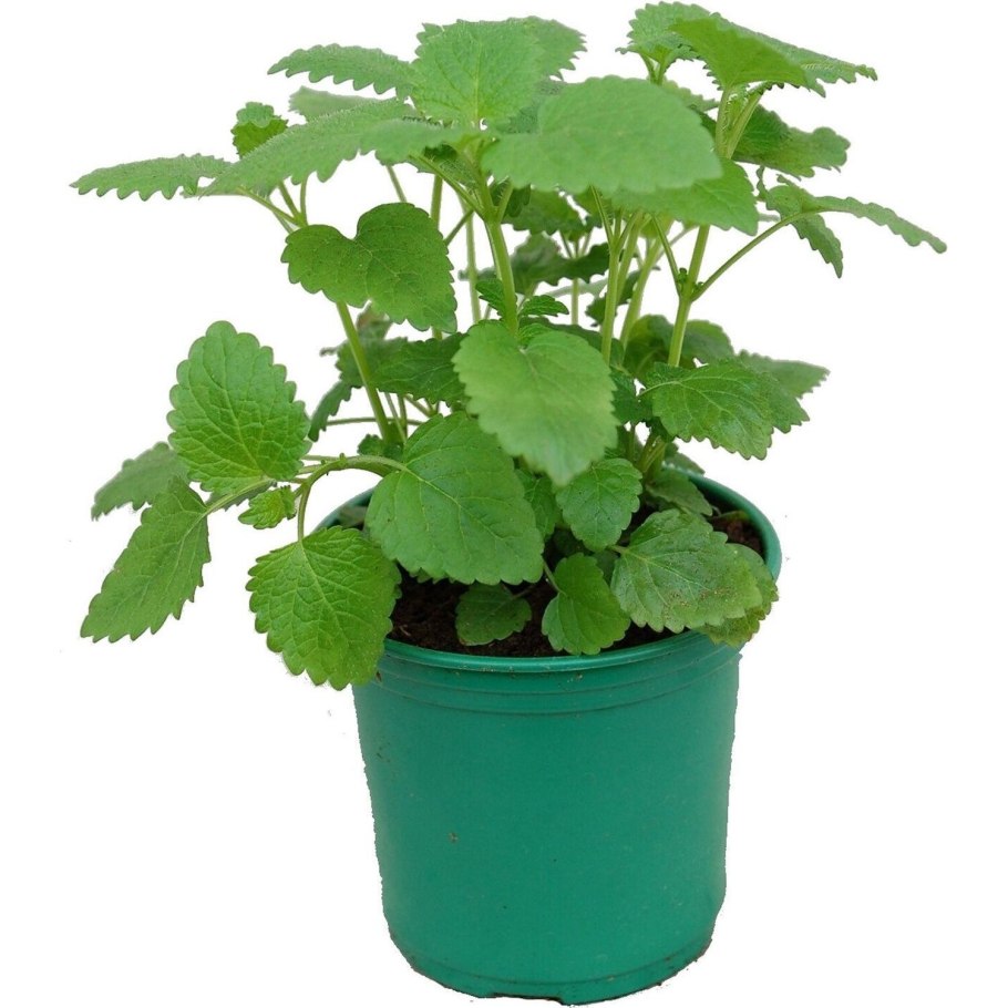 Мелисса лекарственная кадриль