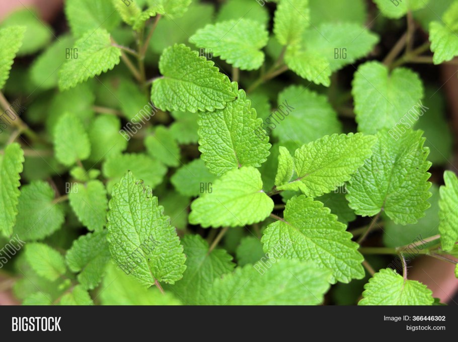 Комнатные растения для детской комнаты