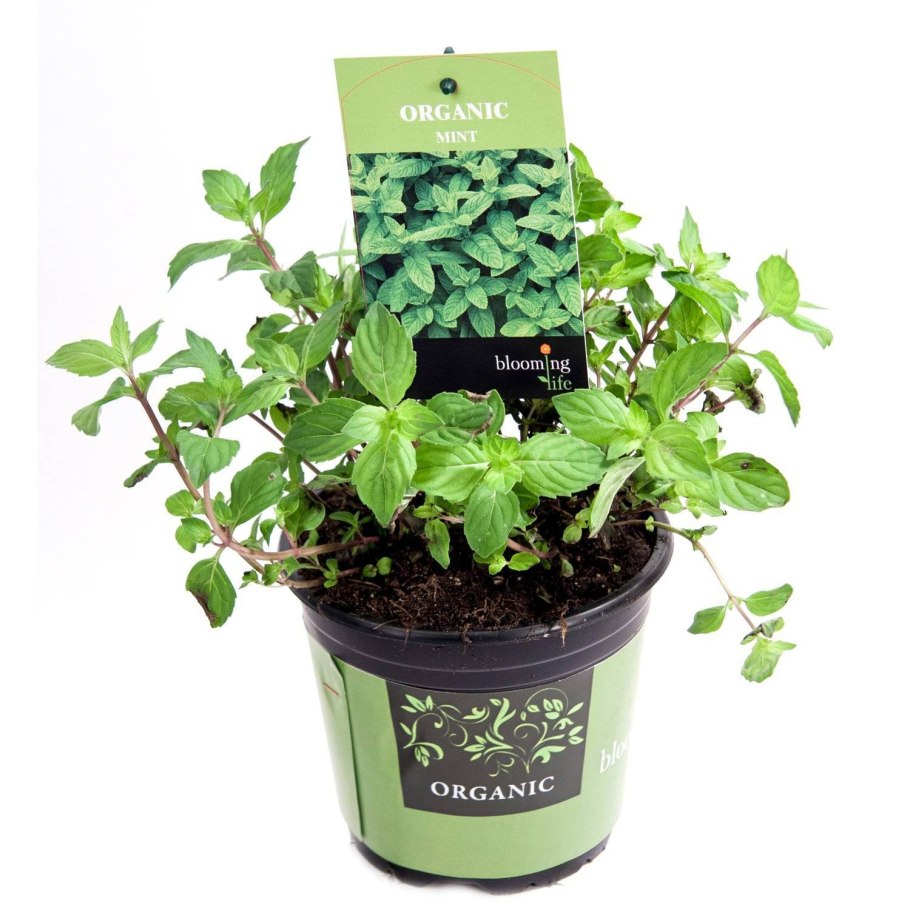 Мята москвичка