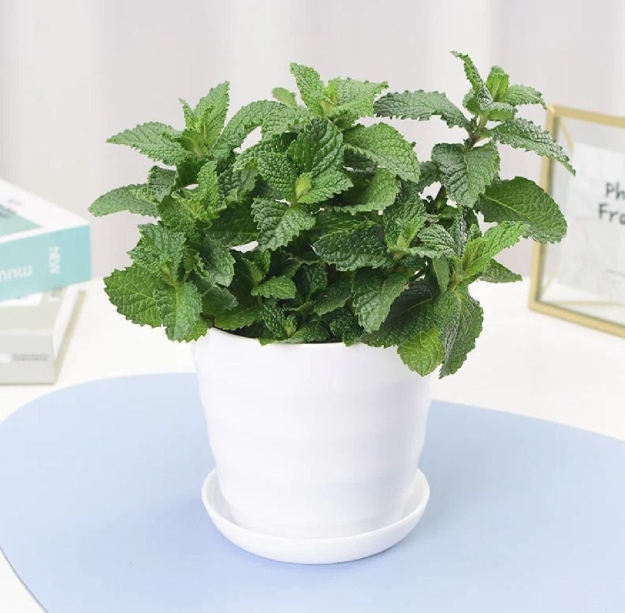Мята перечная в горшке