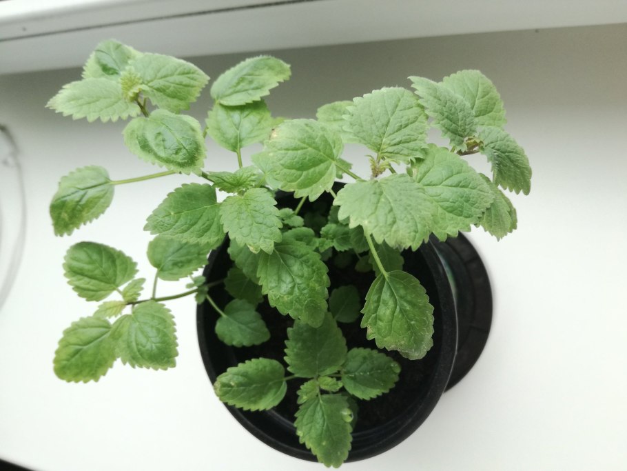 Мелисса и перечная мята