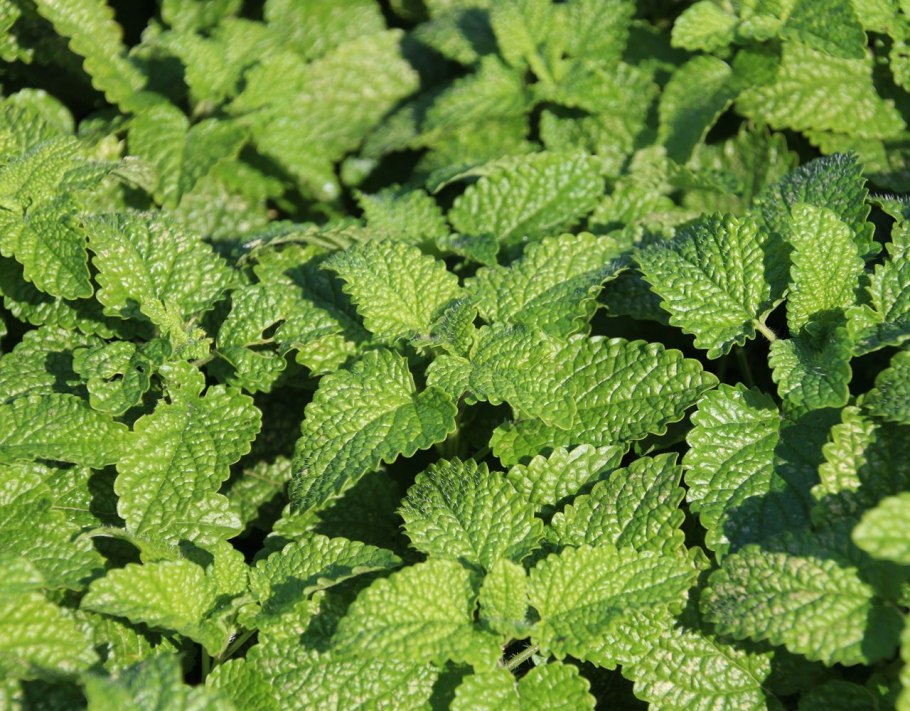 Что сделать из мелиссы